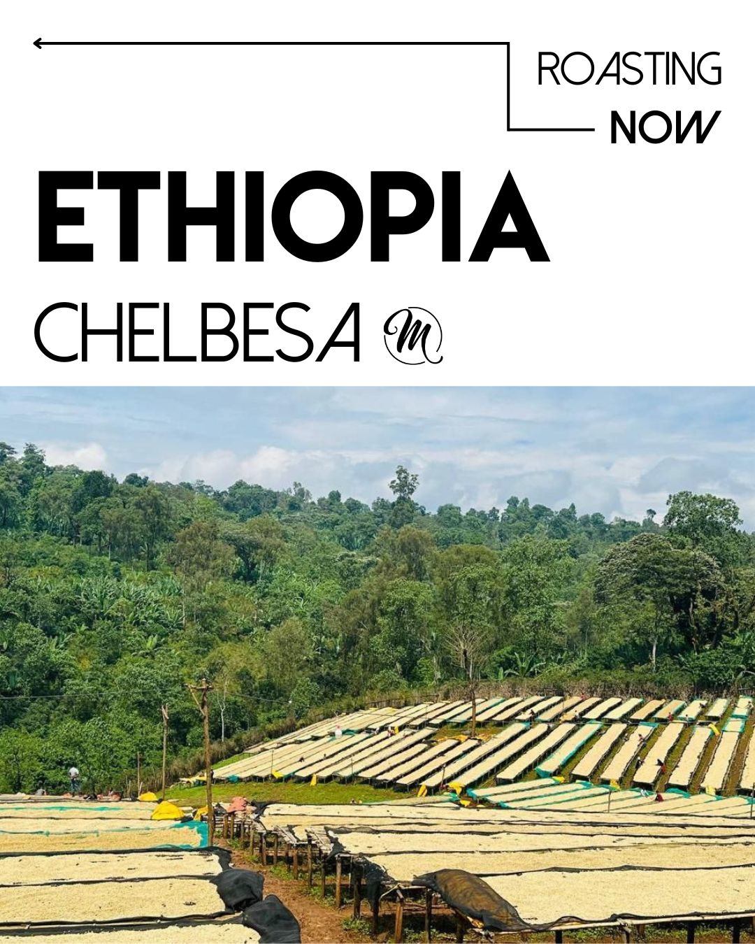 M Coffee Ethiopia Chelbesa - Natural