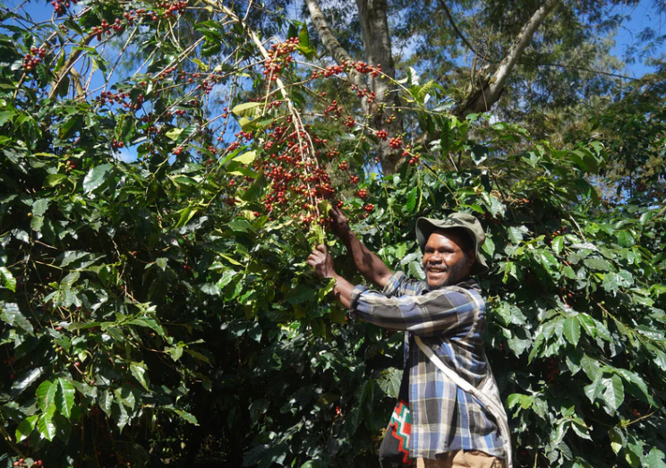 Papua New Guinea Coffee Single Origin - Lamari Washed
