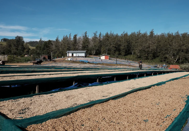 Papua New Guinea Coffee Single Origin - Lamari Washed