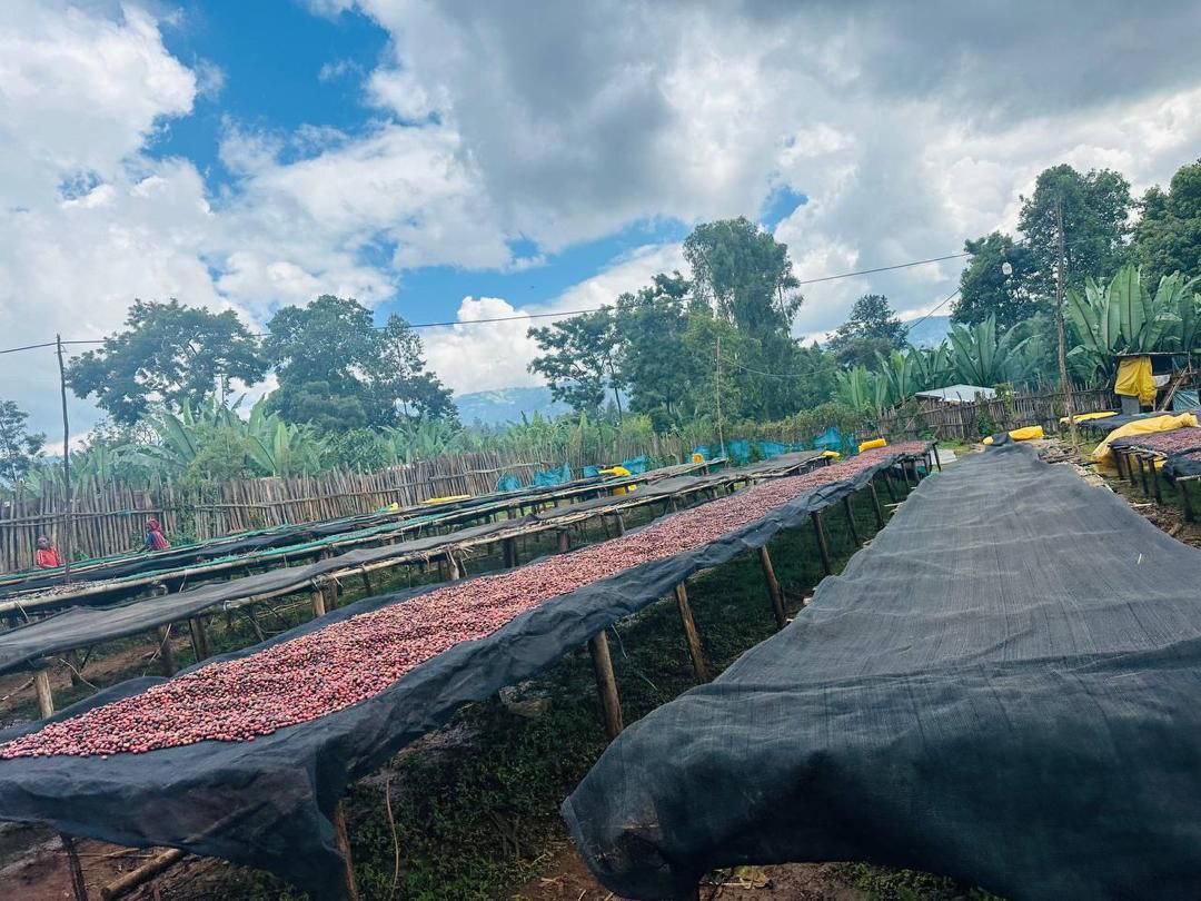 M Coffee Ethiopia Chelbesa - Natural