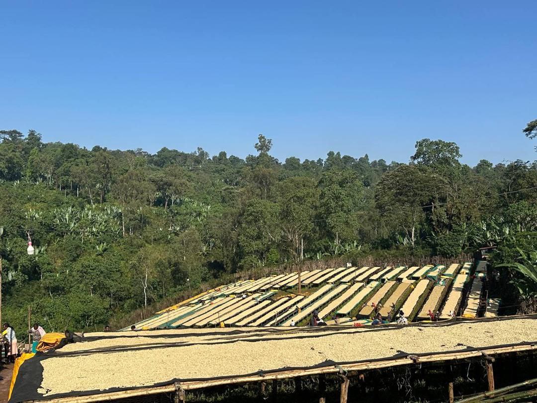 M Coffee Ethiopia Chelbesa - Natural